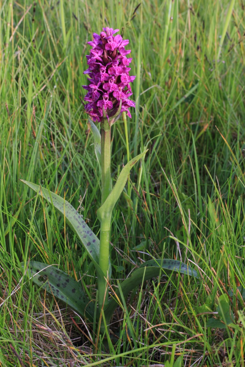 Northern Marsh-orchid